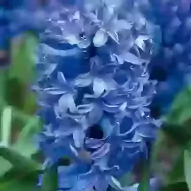 Blue Star